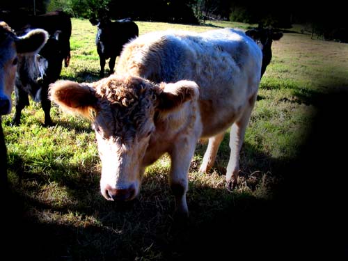 more cows
